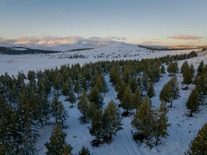 Pinos nevados